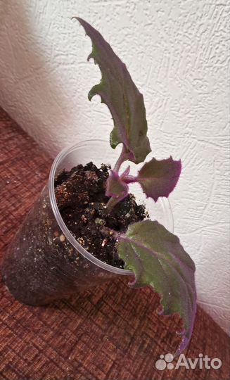 Комнатные растения