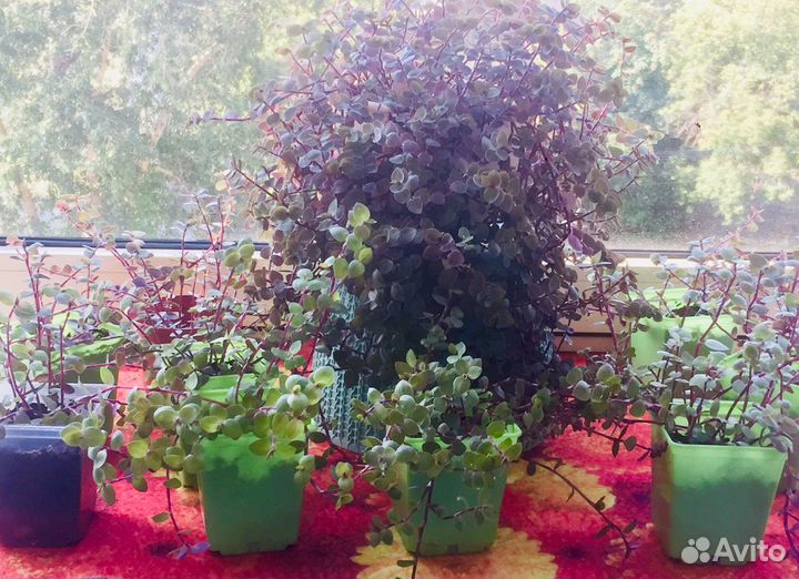 Каллизия позучая