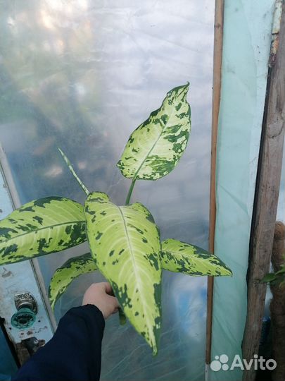 Диффенбахии Везувий и Аврора (Индонезия)