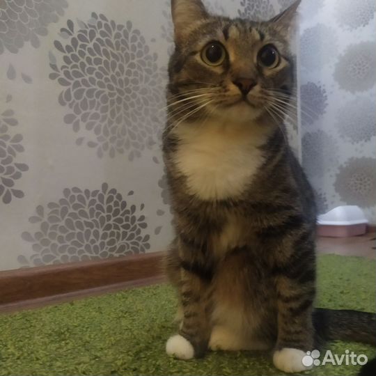 Кошка в добрые руки