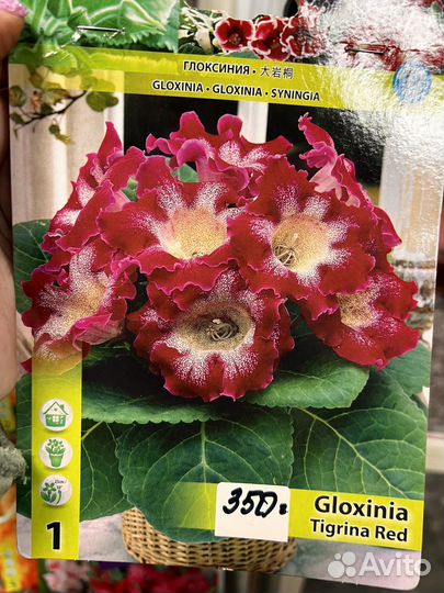 Глоксиния клубни с ассортименте