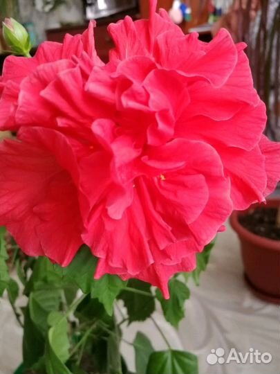 Гибискус (Роза)