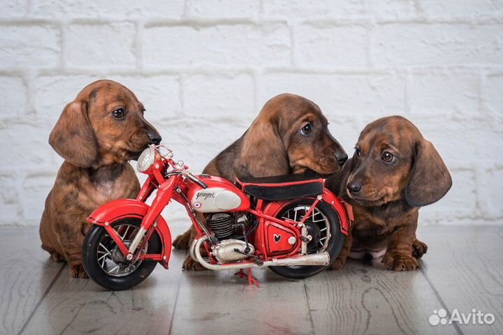 Миниатюрный тигровый кобель таксы для вязки