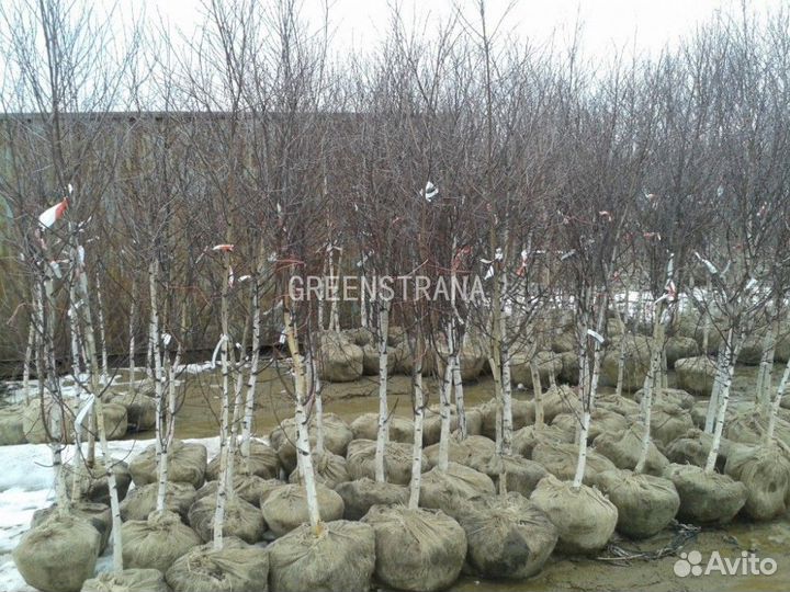 Береза Бородавчатая/600-700 см о/с 25-35