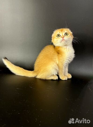 Золотая шиншилла