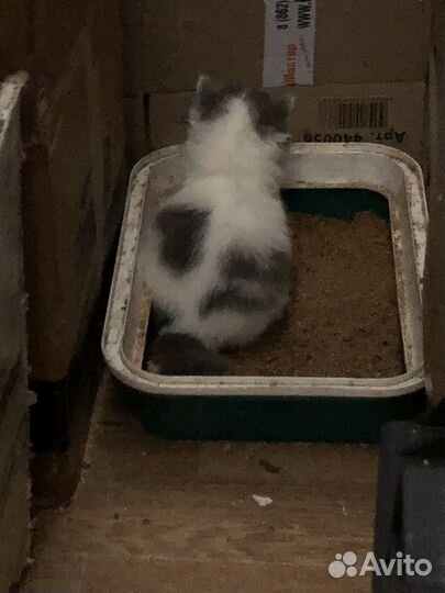Котята в добрые руки от шотландской кошки