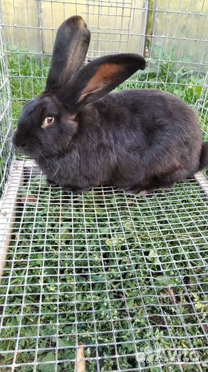 Продается кролик