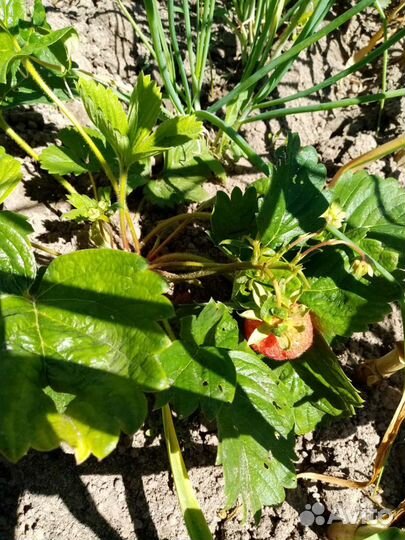 Рассада Клубники