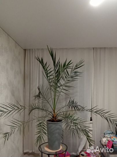 Финиковая пальма