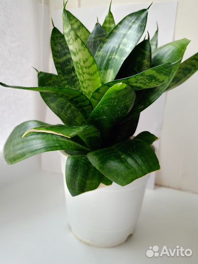 Сансевиерия ханни