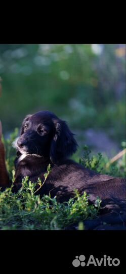 Щенки чёрного сеттера 3 мес