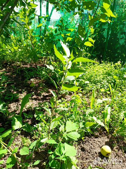 Саженцы сливы