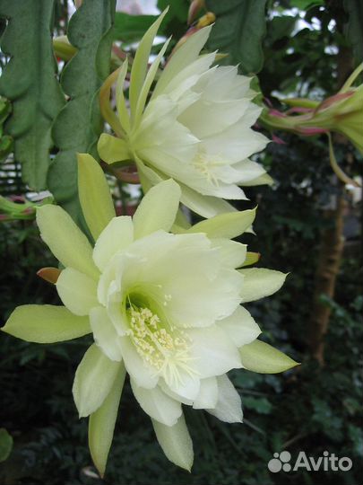 Эпифиллумы, Шлюмбергеры, Рипсалидопсис см. текст