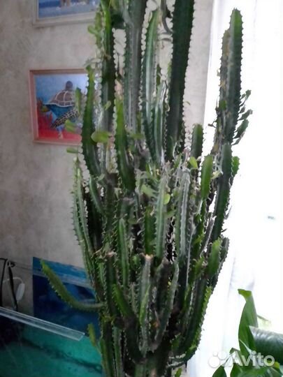 Эуфорбия, молочай трехгранный -комнатное растение