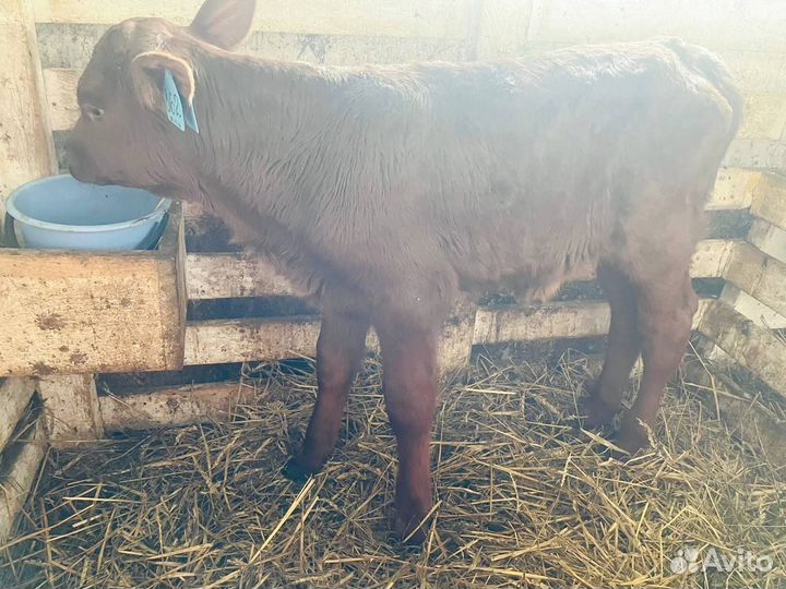 Молодняк телята бычки