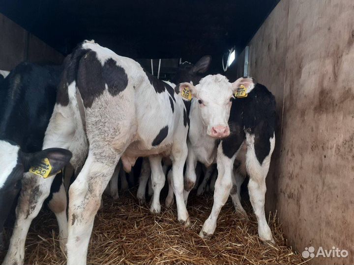 Телята телки бычки