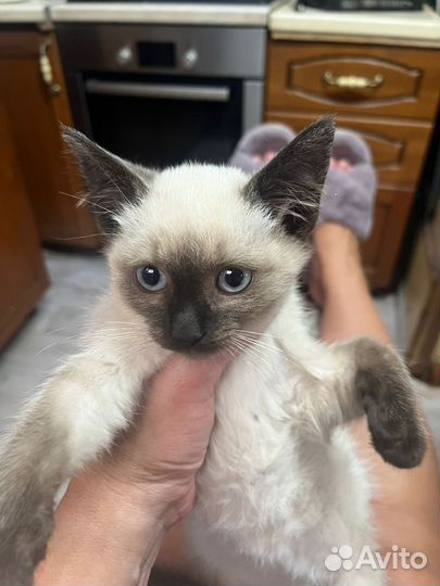 Отдам в добрые руки котенка девочку