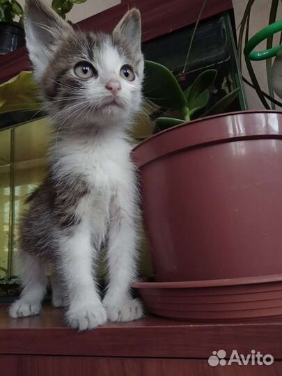 Отдаю мальчишек в добрые ручки