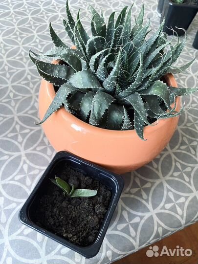 Алоэ остистое