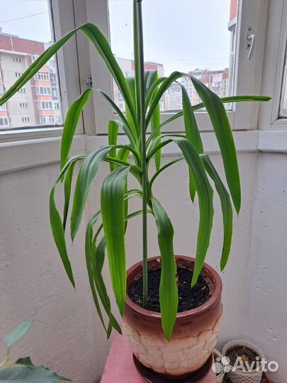 Комнатные растения