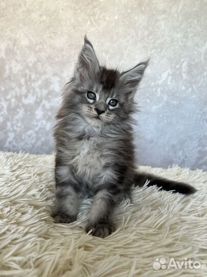 Котята мейн-кун