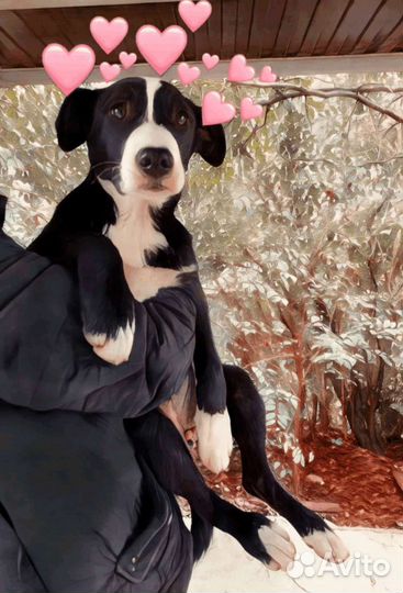 Наимилейший щенок Девочка ищет дом