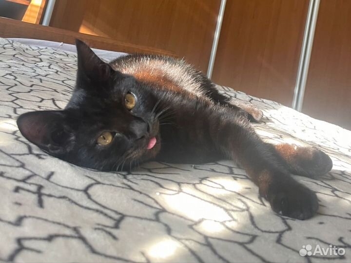 Кошка подросток