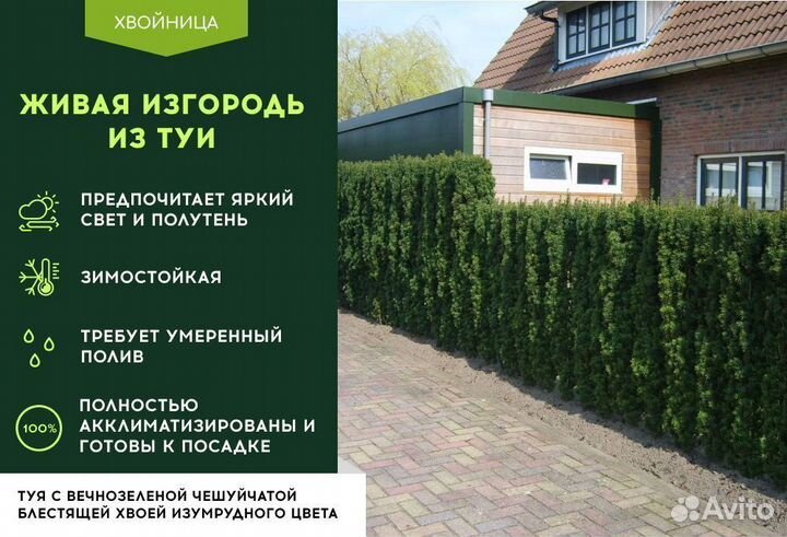 Туя Колумна