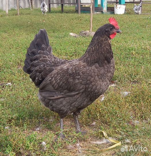 Сильверудд. Инкубационное яйцо