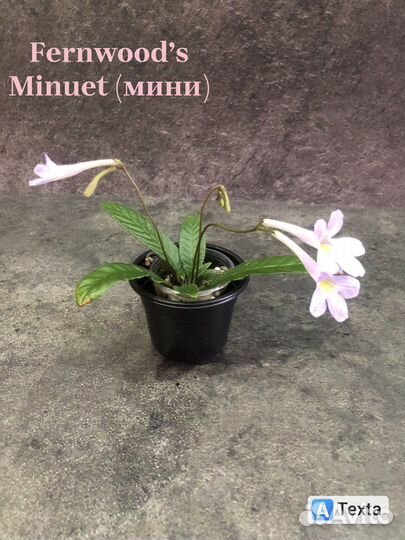 Стрептокарпус