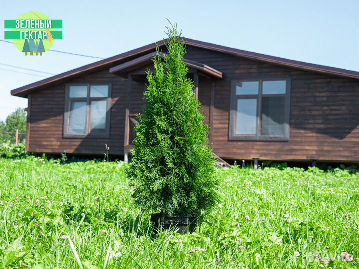 Туи Брабант, Смарагд, Колумна