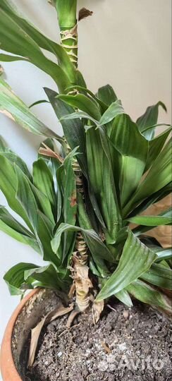 Пальма драцена