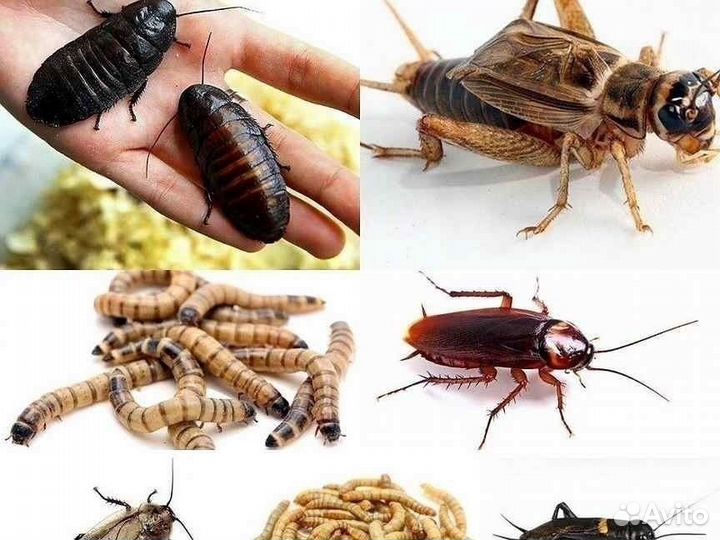 Кормовые насекомые для Рептилий \ Членистоногих