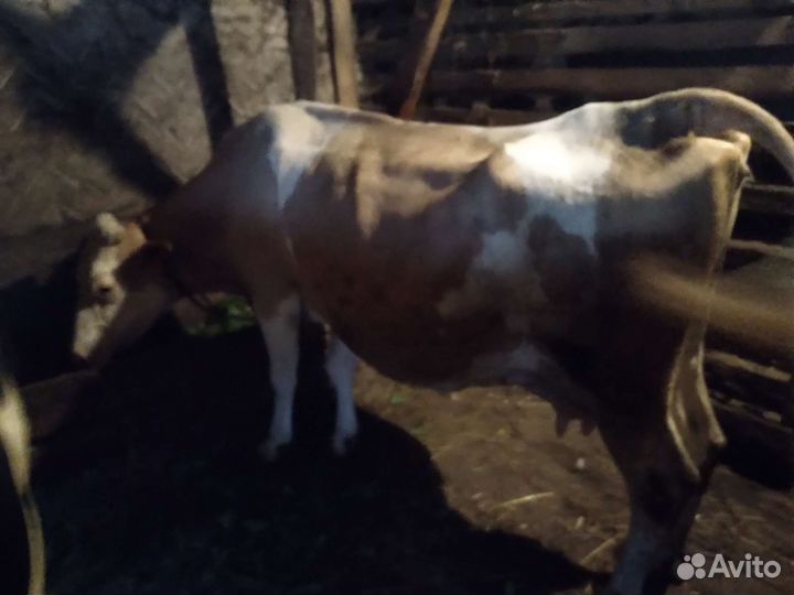 Корова 8лет