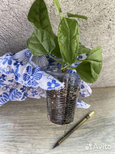 Клеродендрум томпсона