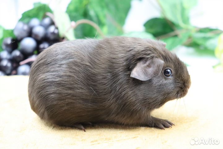 Морские свинки селфы