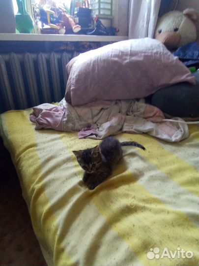 Отдам котят