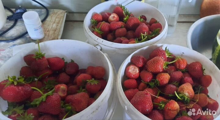 Усы сортовой клубники