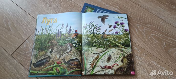 Энциклопедия