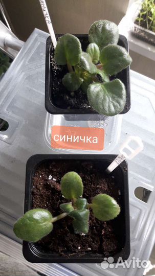Детки сортовых фиалок
