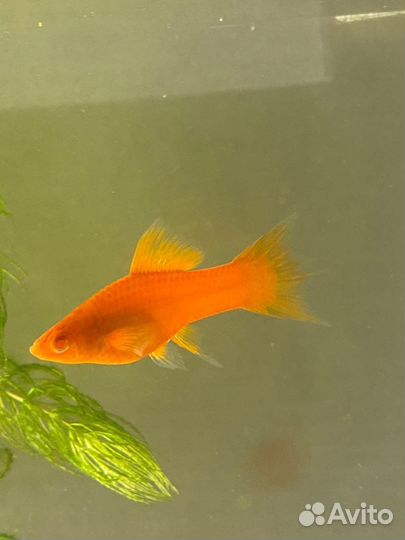 Меченосцы меченосец опт