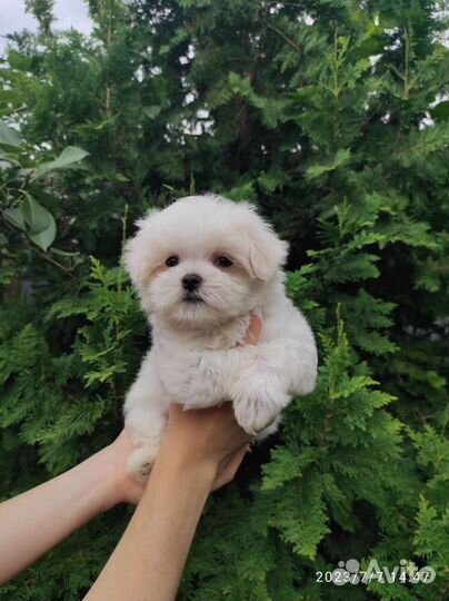 Мальтипу f1 micro