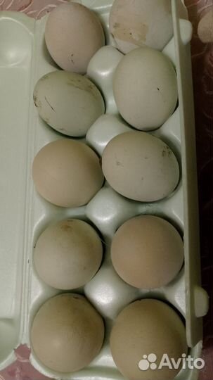 Домашние куриные яйца