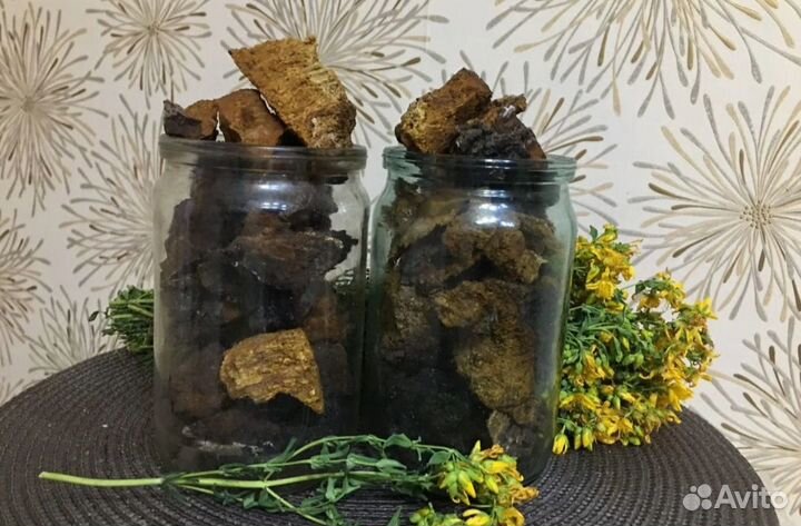 Березовый гриб чага