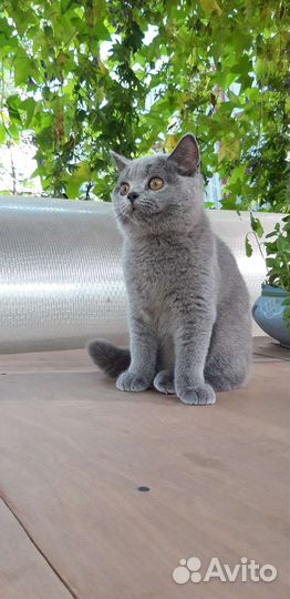 Британская