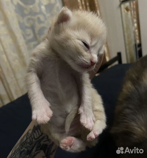 Мейн кун котята
