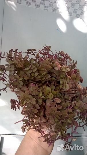 Каллизия Репенс мелколистная