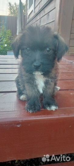 Собаки в добрые руки отдам бесплатно