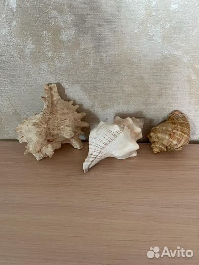 Морские ракушки раковины