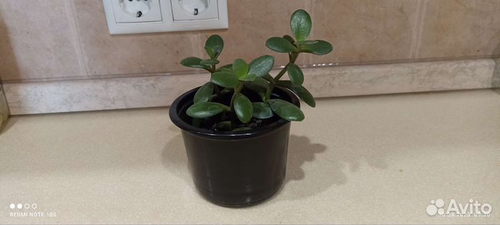 Крассула (Толстянка или Денежное дерево)